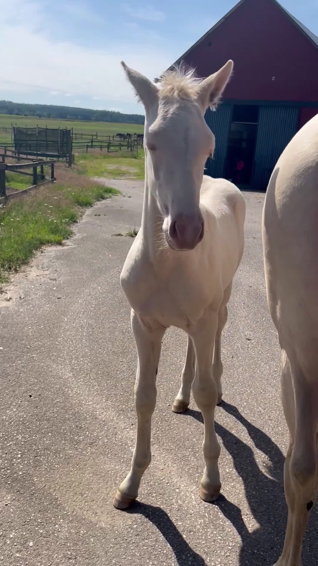 Allround hästar till salu: kvalitetsföl PRE, Sto och Perlino Hingst i Ullared - Video 2