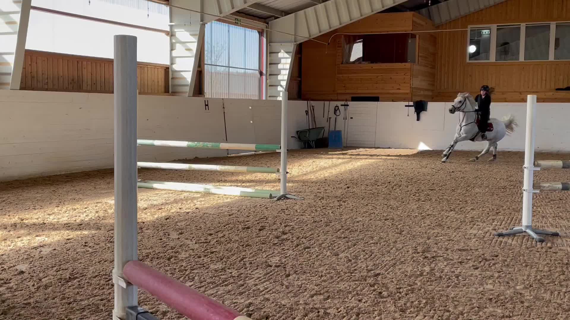 Hoppning hästar till salu: Fantastisk maxad D-ponny - Video 2