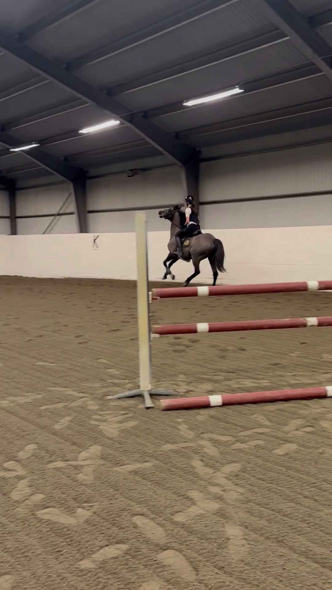 Allround hästar till salu: Sportig hopphäst - Video 1