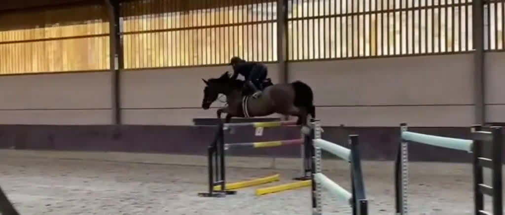 Hoppning hästar till salu: Talangfull hopphäst med stor potential  i Stockholm - Video 2