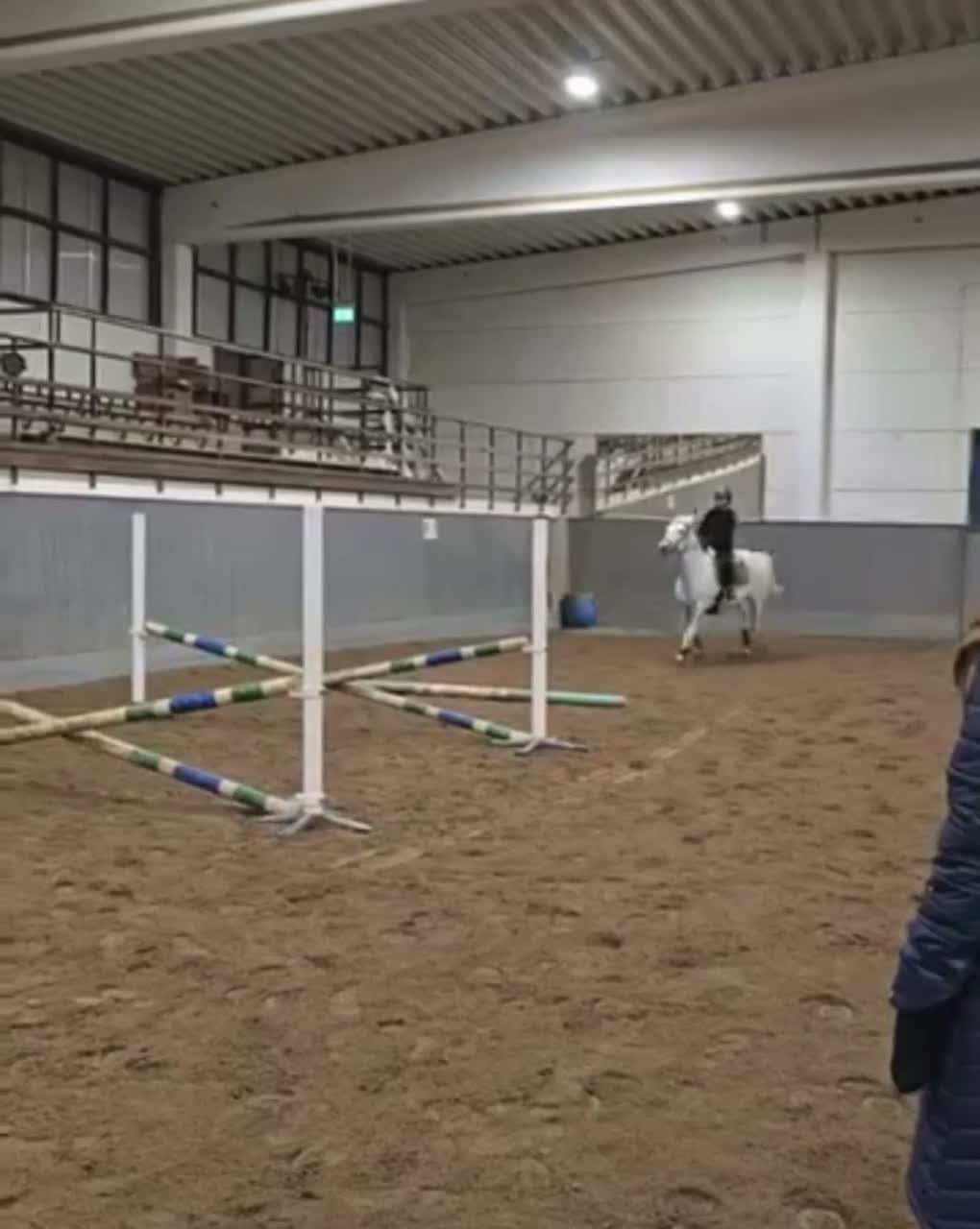Allround hästar till salu: Mysig allaroundponny! - Video 5