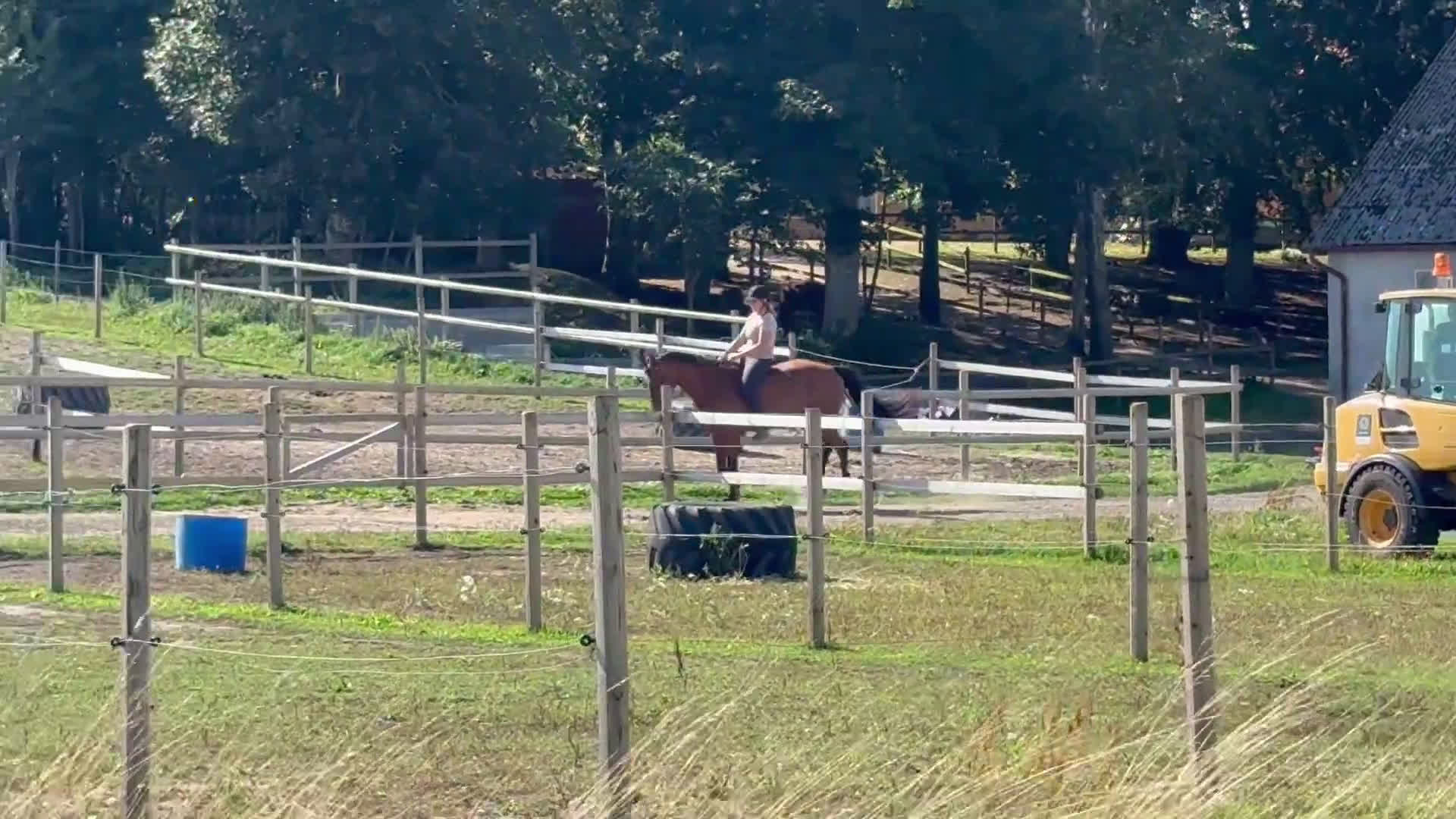 Hoppning hästar till salu: Perfekt läromästare i Tomelilla - Video 3