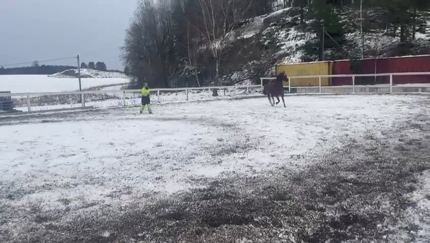 Dressyr hästar till salu: Mycket vackert selektionssto i Österhaninge - Video 3