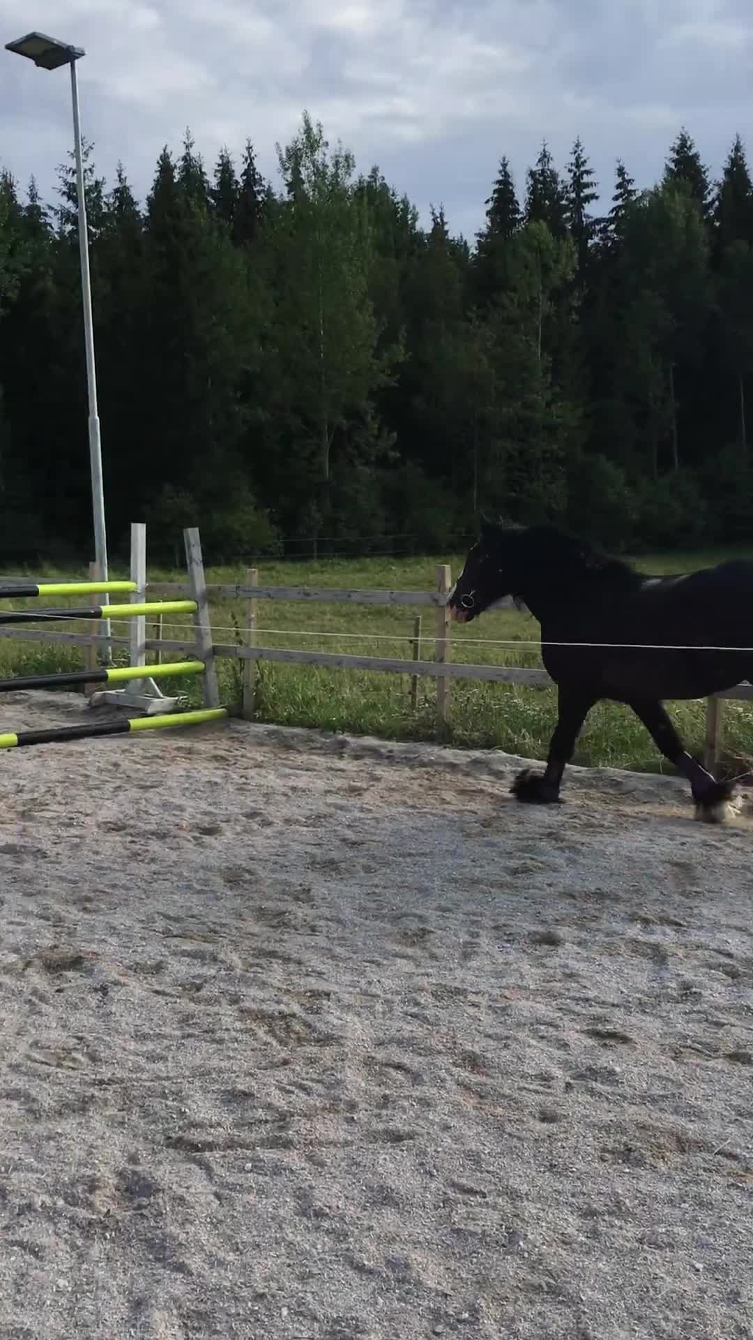 Allround hästar till salu: Tinkervalack i Linköping - Video 1