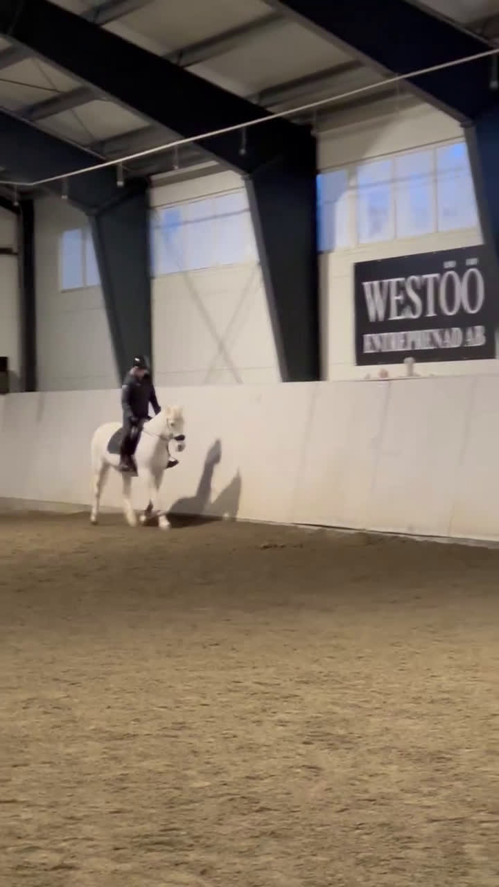 Allround hästar till salu: Trygg och snäll D-ponny – perfekt familjeponny i Skara - Video 1