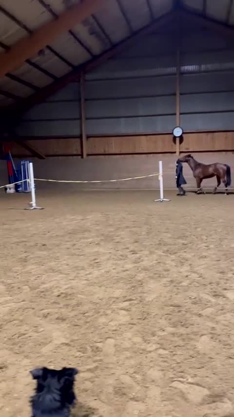 Allround hästar till salu: Underbara Pippi  - Video 1