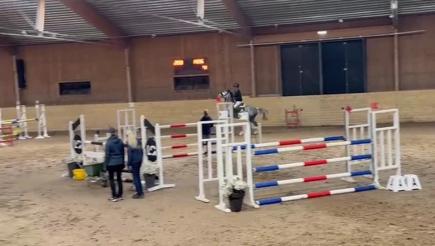 Hoppning hästar till salu: Kvalitetssto - Video 3