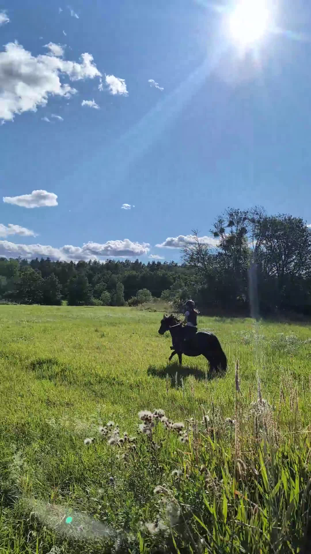 Allround hästar till salu: Charmig ponny i Torshälla - Video 3
