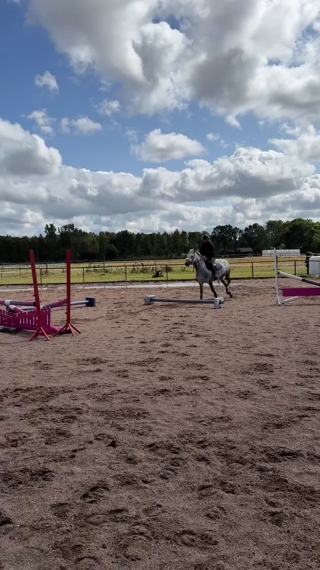 Hoppning hästar till salu: Pampigt sto som sticker ut i mängden - Video 1