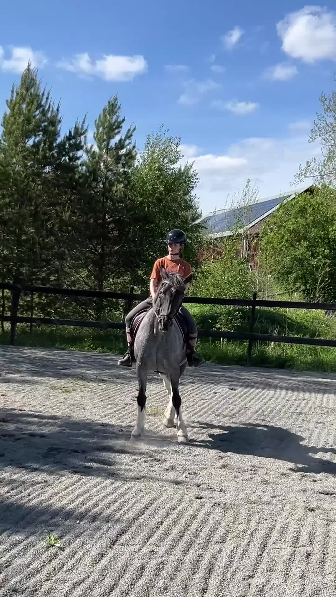 Allround hästar till salu: Fin läromästare - Video 2