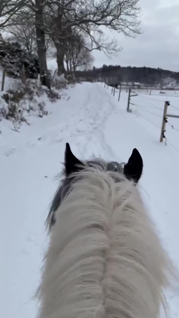 Allround hästar till salu: Charmigaste ponnyn - Video 2