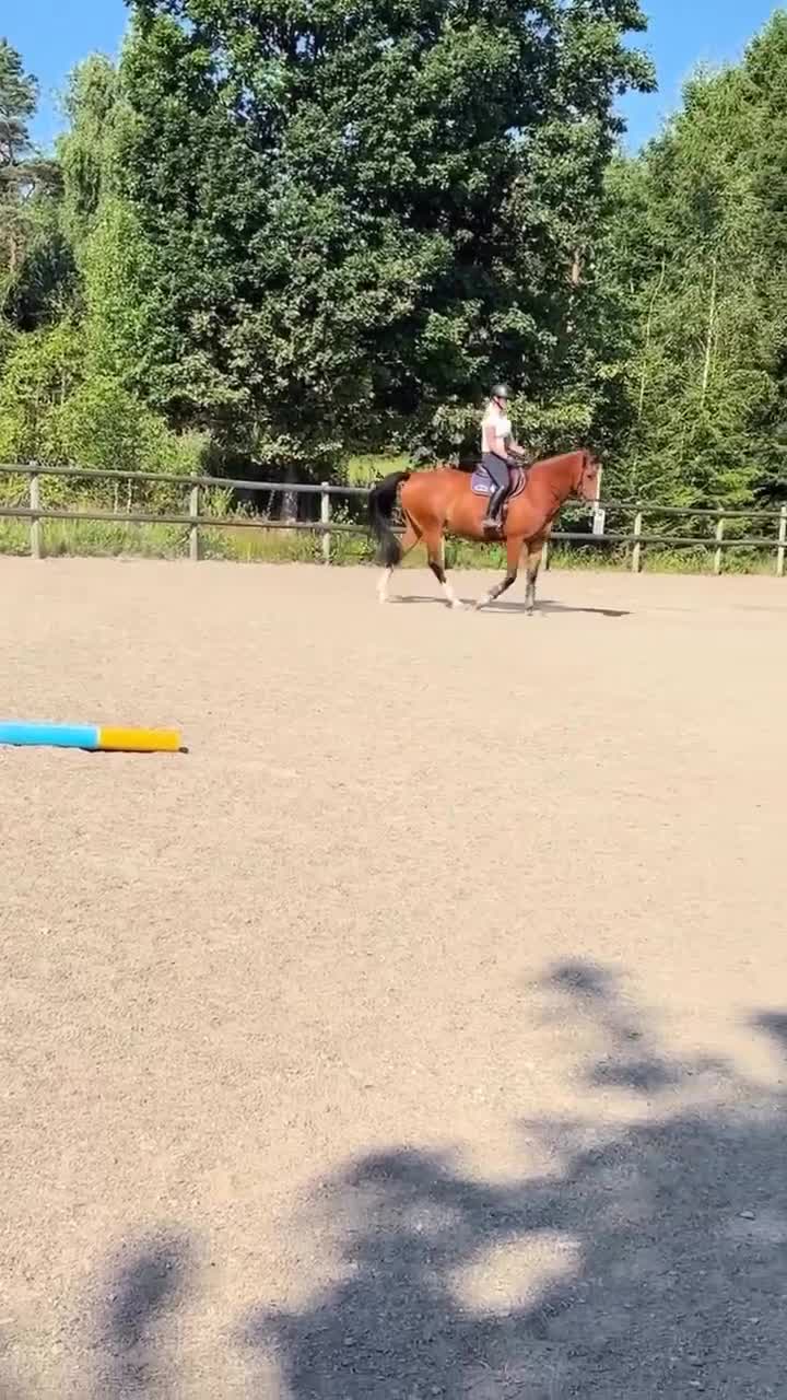 Allround hästar till salu: Välstammat SWB-sto  - Video 1
