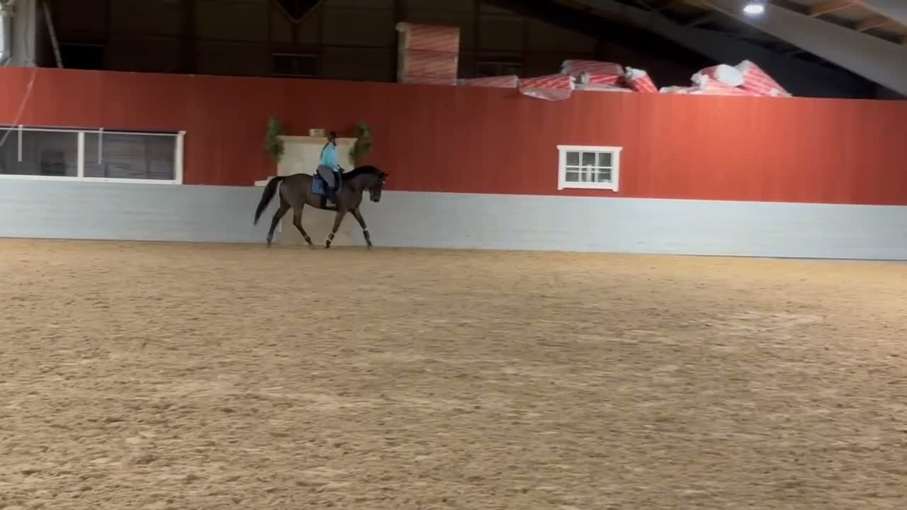 Allround hästar till salu: Snygg tränings och tävlingskompis  - Video 4