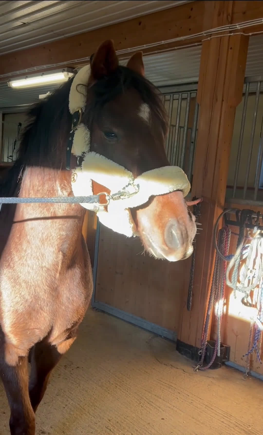 Hoppning hästar till salu: Fantastiskt sto i Täby - Video 2