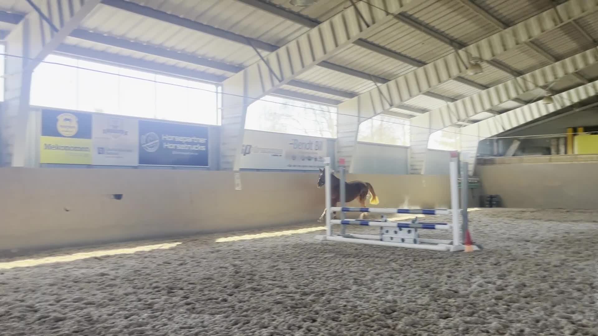 Hoppning hästar till salu: Vacker treåring med kapacitet  - Video 1