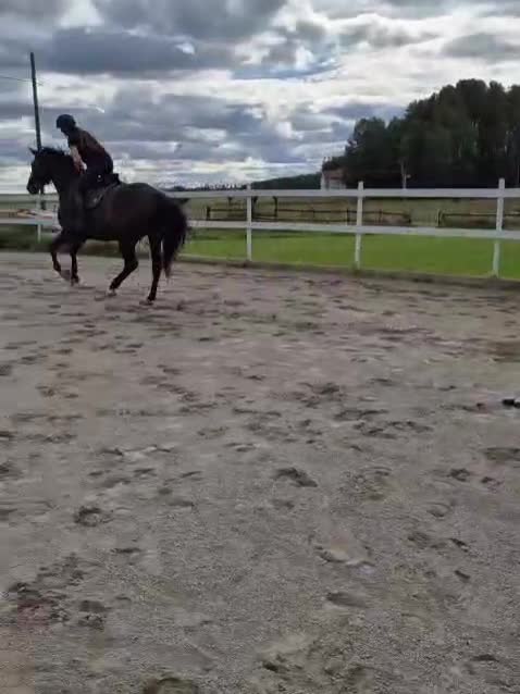 Hoppning hästar till salu: 6 årigt sto med kapacitet  - Video 2