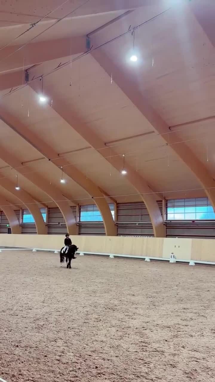 Allround hästar till salu: Welsh mountain med stor pontetial i Falun - Video 1