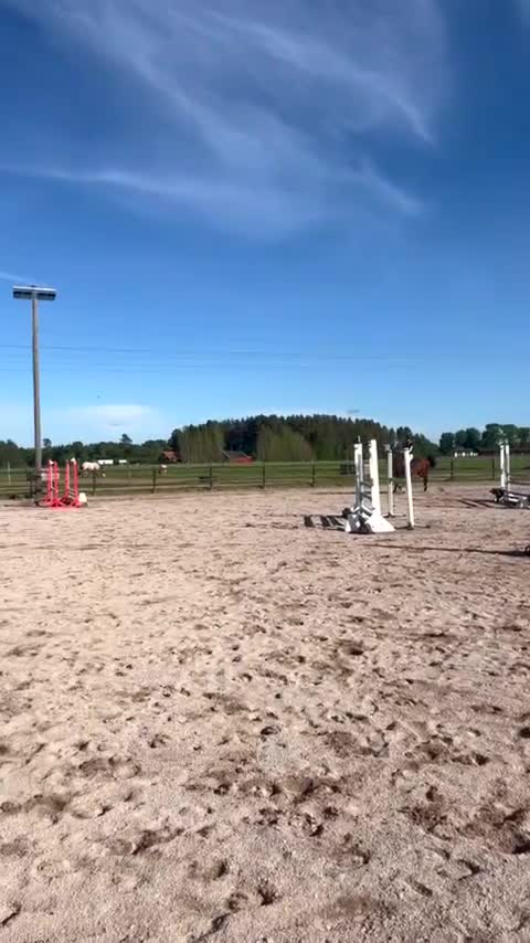 Allround hästar till salu: Lyxig hobbyhäst  - Video 2