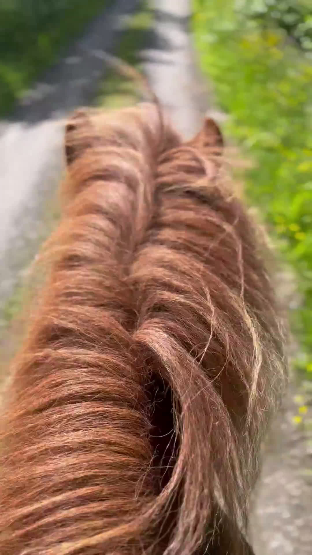 Island hästar till salu: Pigg och snäll isprins i Ullånger - Video 3