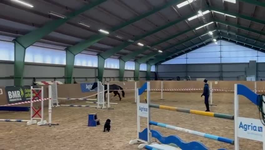 Hoppning hästar till salu: Snygg 3-åring e.Cannobio-Camaro M - Video 1