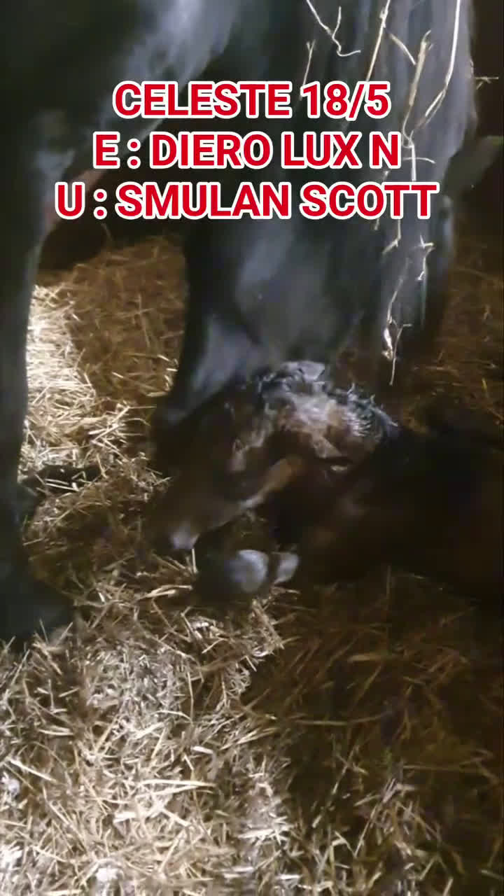 Övrigt hästar till salu: Skog, avelsmärr och Arbetsvillig Kallblodstravare  - Video 1