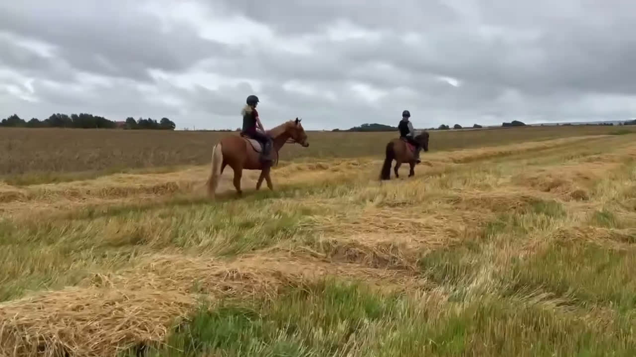 Allround hästar till salu: D-ponny född 2021 i Laholm - Video 3