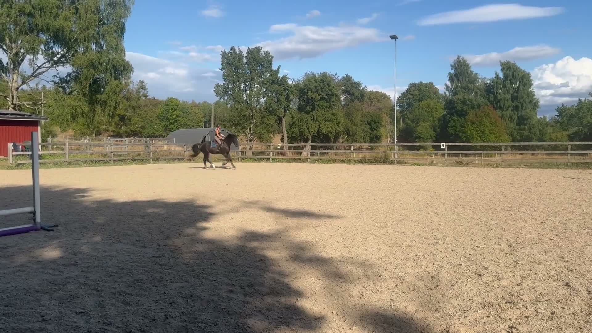  medryttarhäst finnes: Medryttare till valack - Video 4