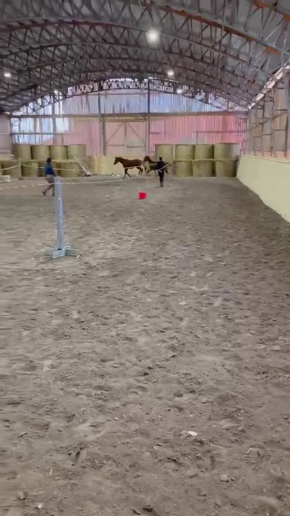 Hoppning hästar till salu: Det lilla extra!  - Video 1