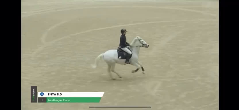 Hoppning hästar till salu: C ponny för de högsta klasserna  - Video 2