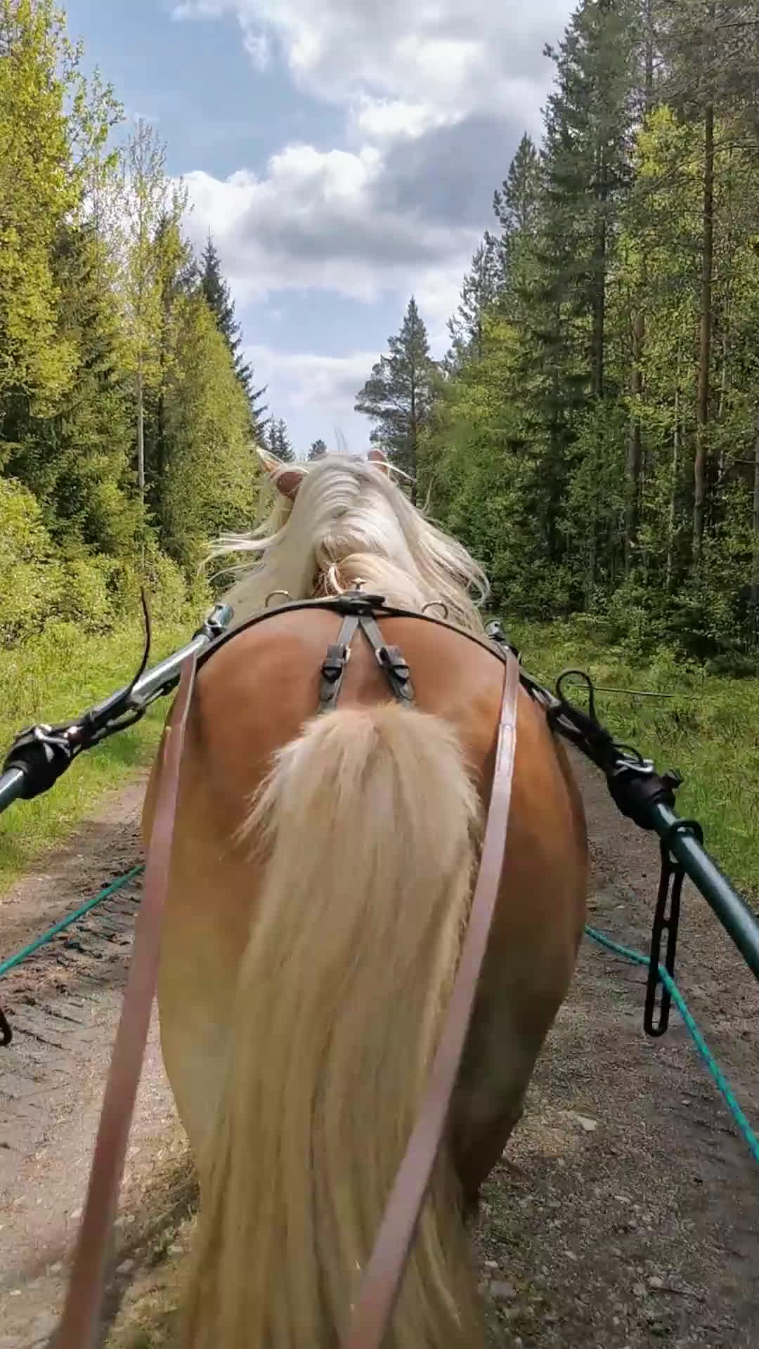 Allround hästar till salu: Trevlig ponny  i Oviken - Video 2