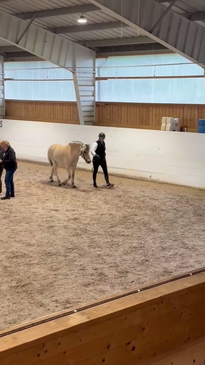 Allround hästar till salu: Underbar 3 års valack  i Finspång - Video 3