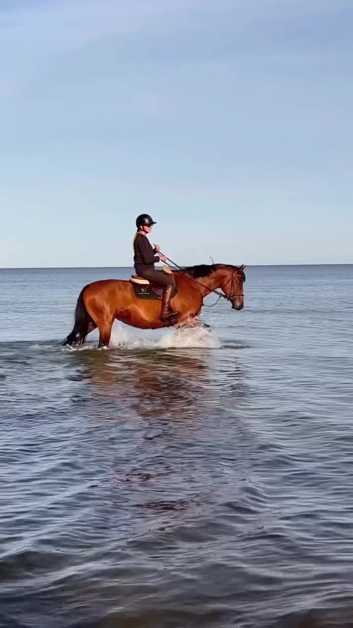 Hoppning hästar till salu: Cool ”autoride” för championaten - Video 2