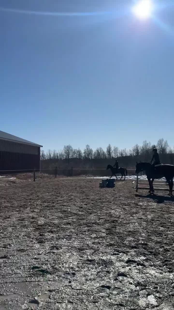 Allround hästar till salu: 5-årig D-ponny med stor utvecklingspotential - Video 3