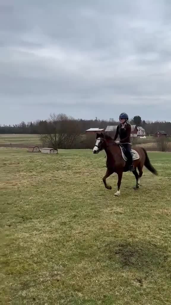Allround hästar till salu: Ponnysto för framtiden! i Ljung - Video 3
