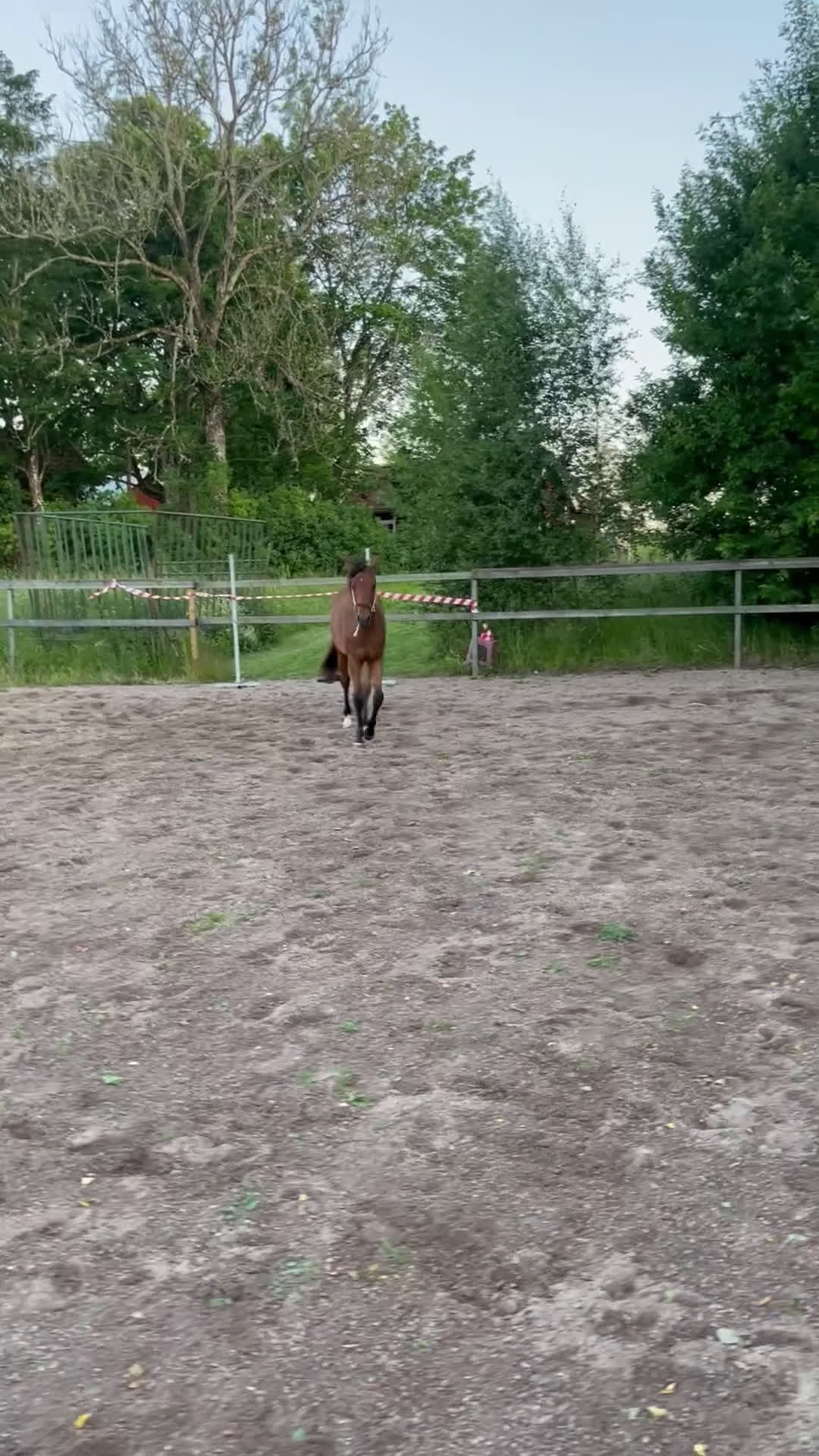 Hoppning hästar till salu: Prissänkt! Piggt och glatt sto -24 i Väring - Video 2