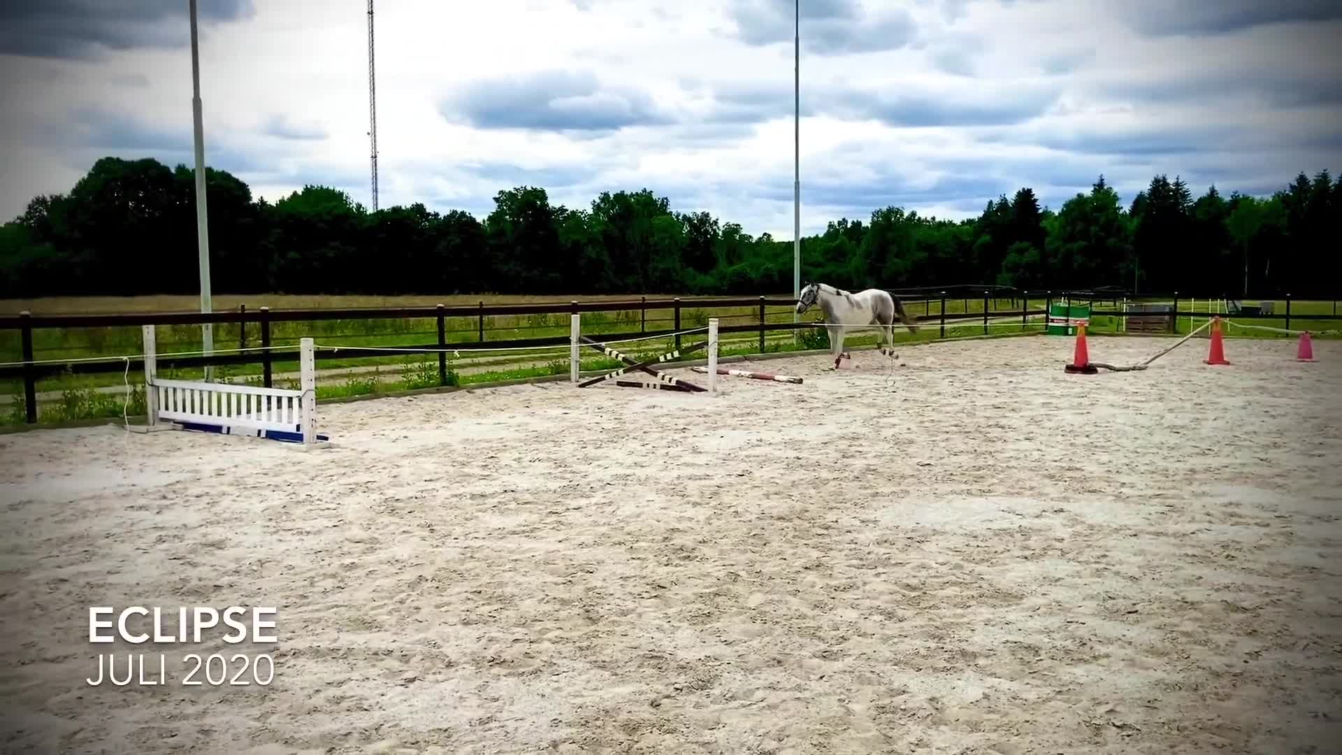 Hoppning hästar till salu: Väluppfostrat hoppsto i Vinslöv - Video 1