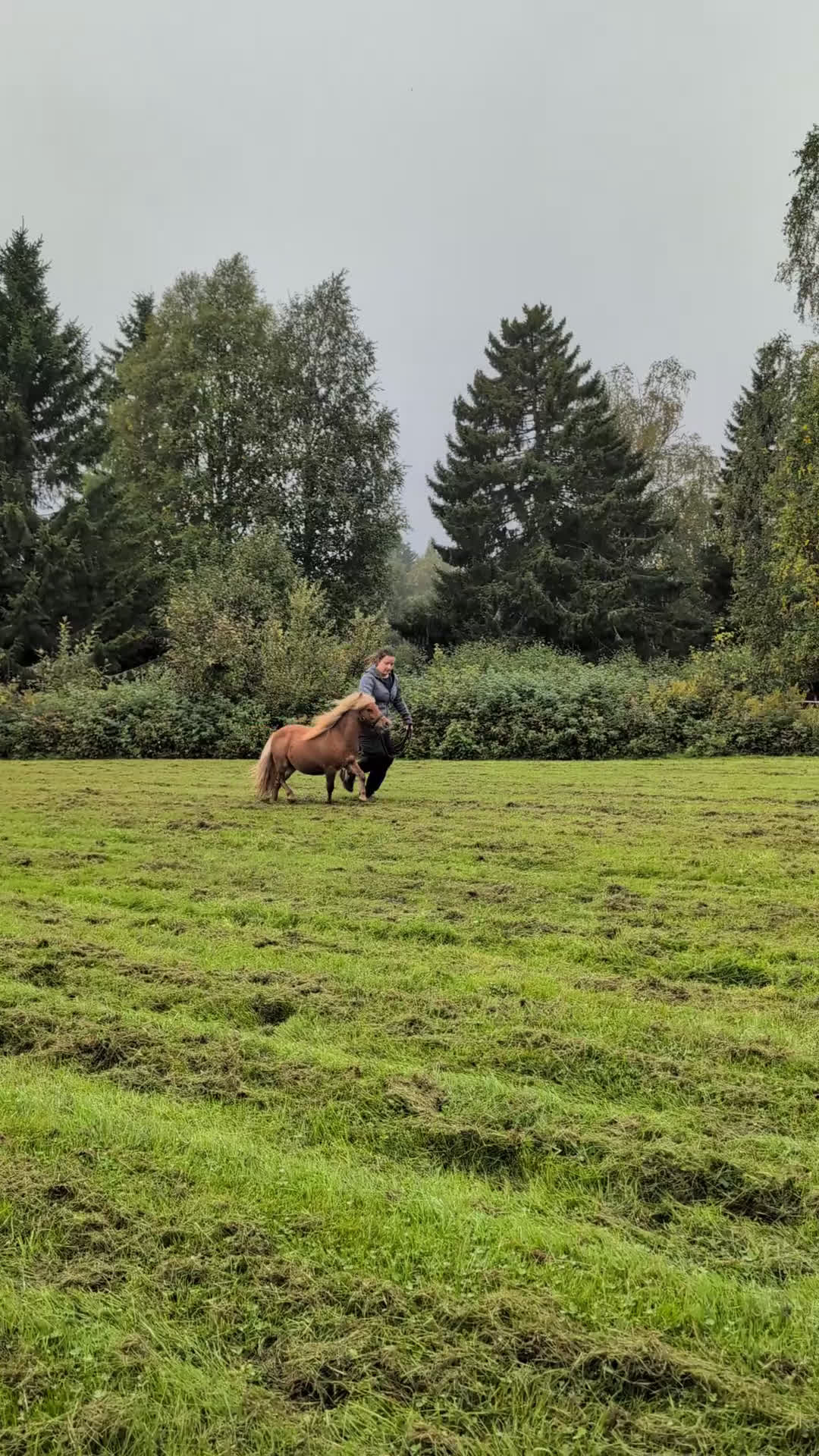Allround hästar till salu: Lovande minishetlandshingst i Bjästa - Video 1