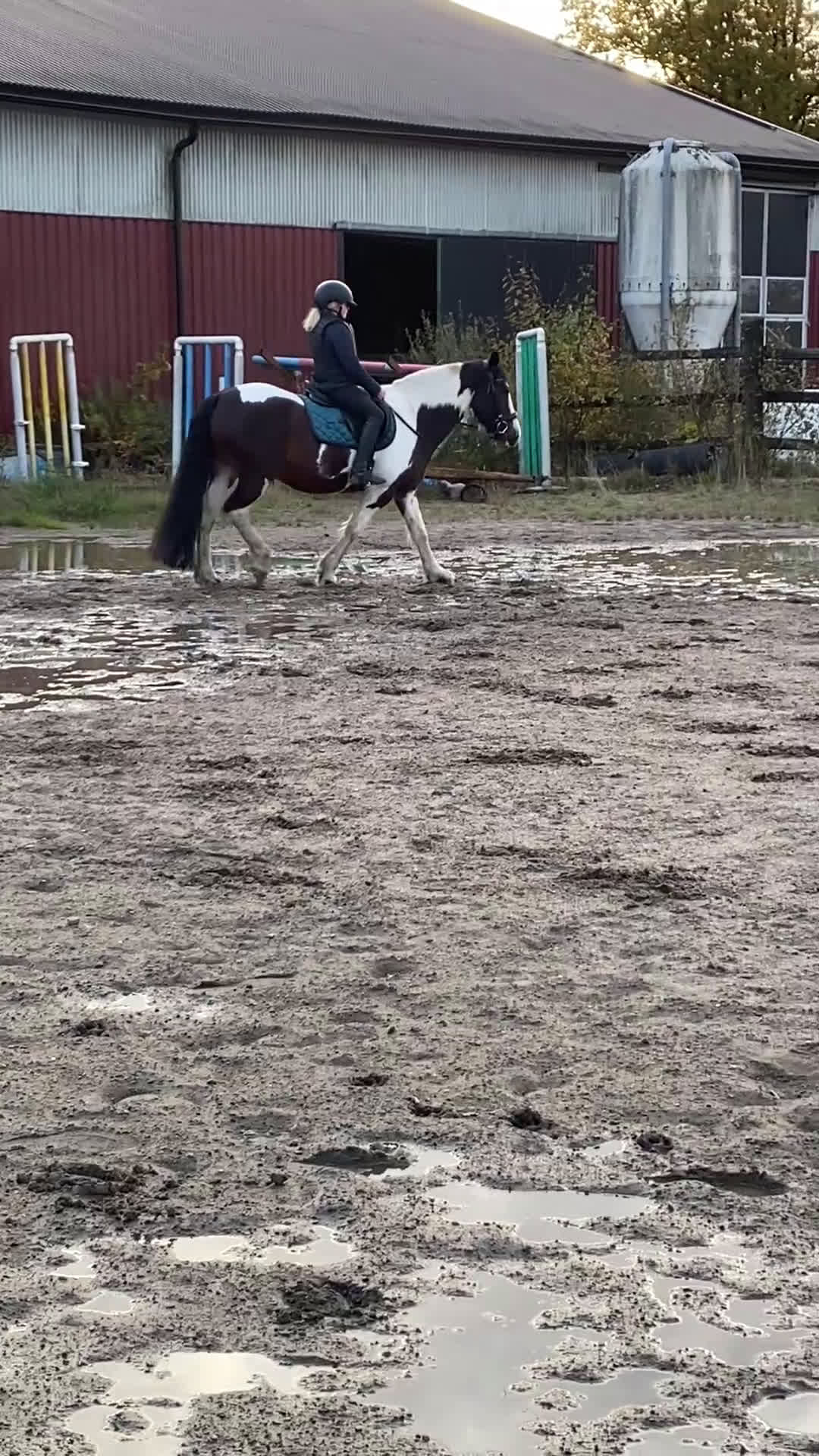 Allround hästar till salu: Vackert och snällt sto. i Hindås - Video 2