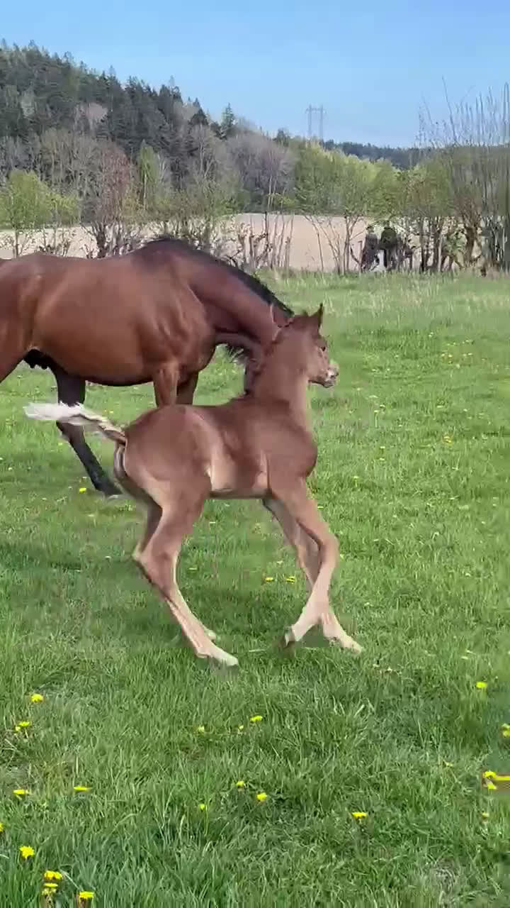 Allround hästar till salu: En liten stjärna! i Södertälje - Video 1