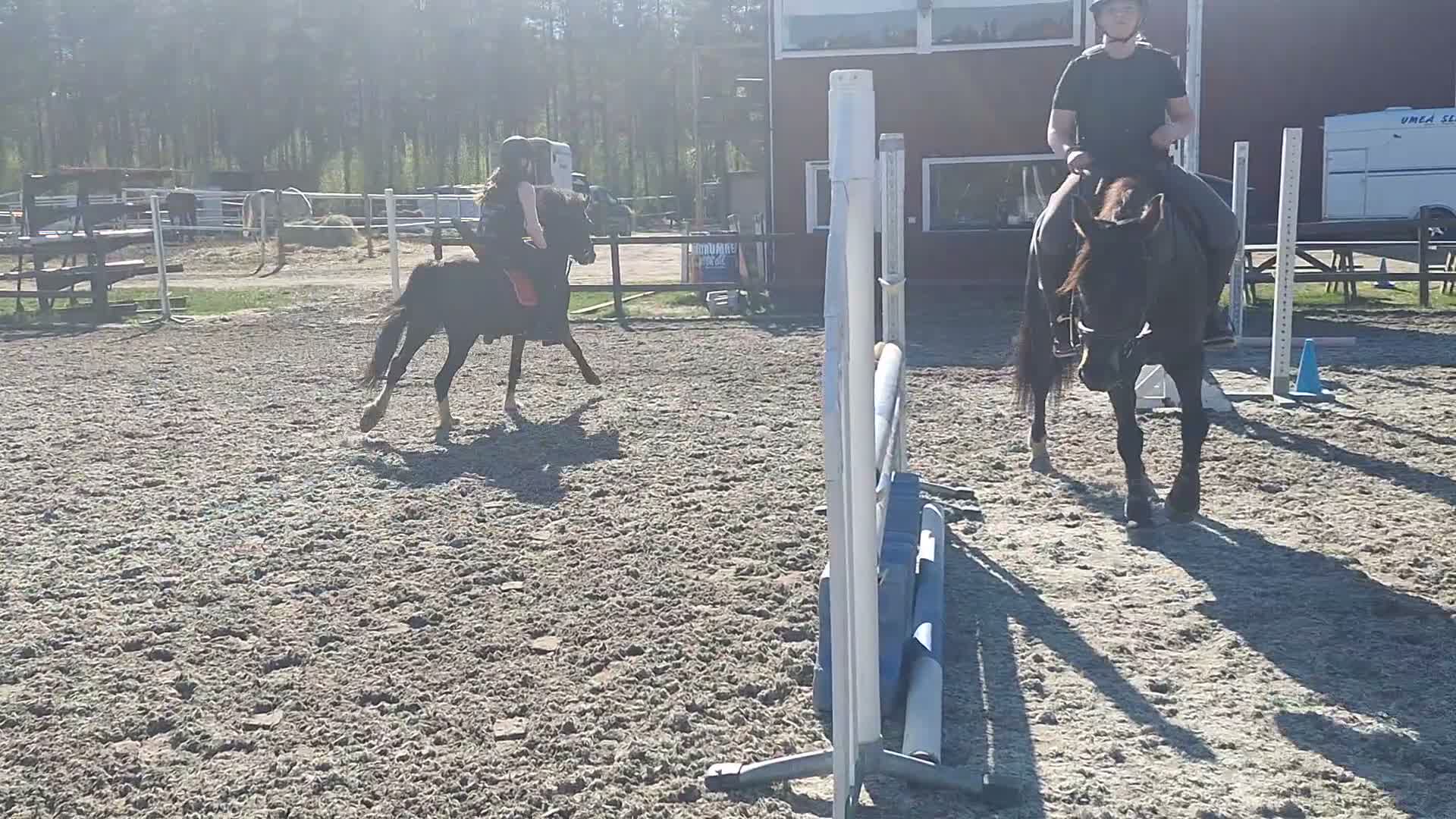 Hoppning hästar till salu: Fint framtidsämne  - Video 1