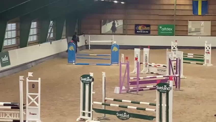 Hoppning hästar till salu: SWB sto med guldkantad stam i Svalöv - Video 1