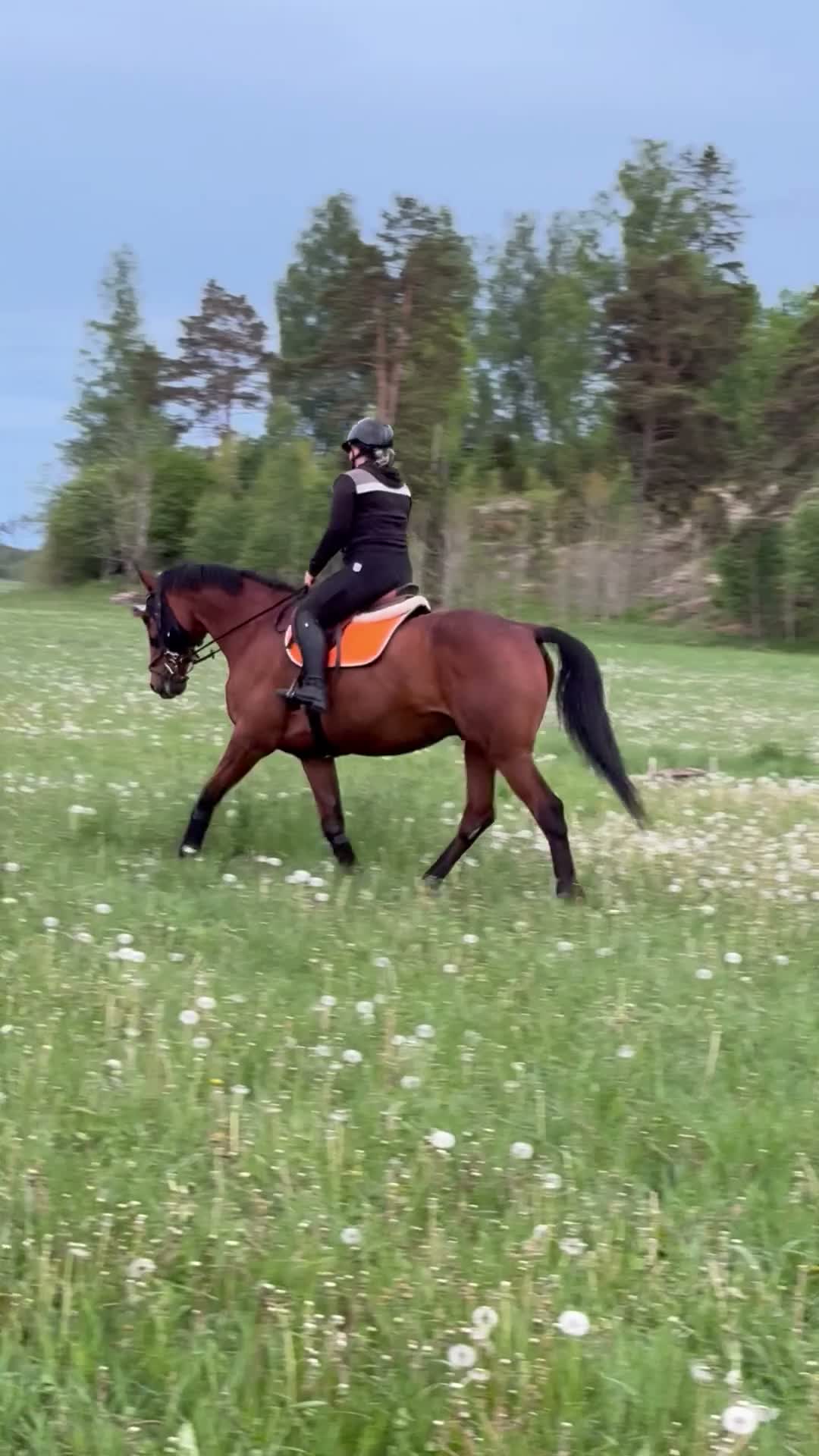  medryttarhäst finnes: Medryttare sökes - Video 5