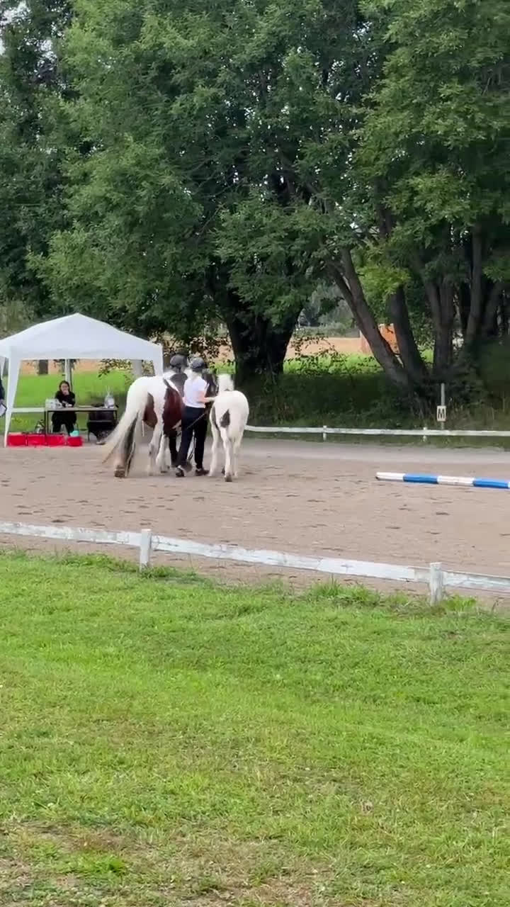 Allround hästar till salu: Mkt erfaret hingstföl i Eriksmåla - Video 1