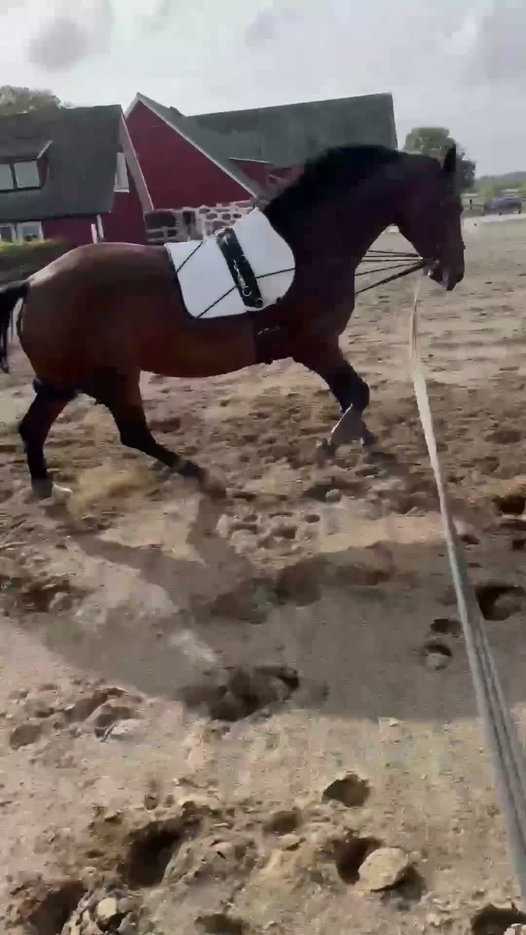 Hoppning hästar till salu: Elegant sto - Video 2