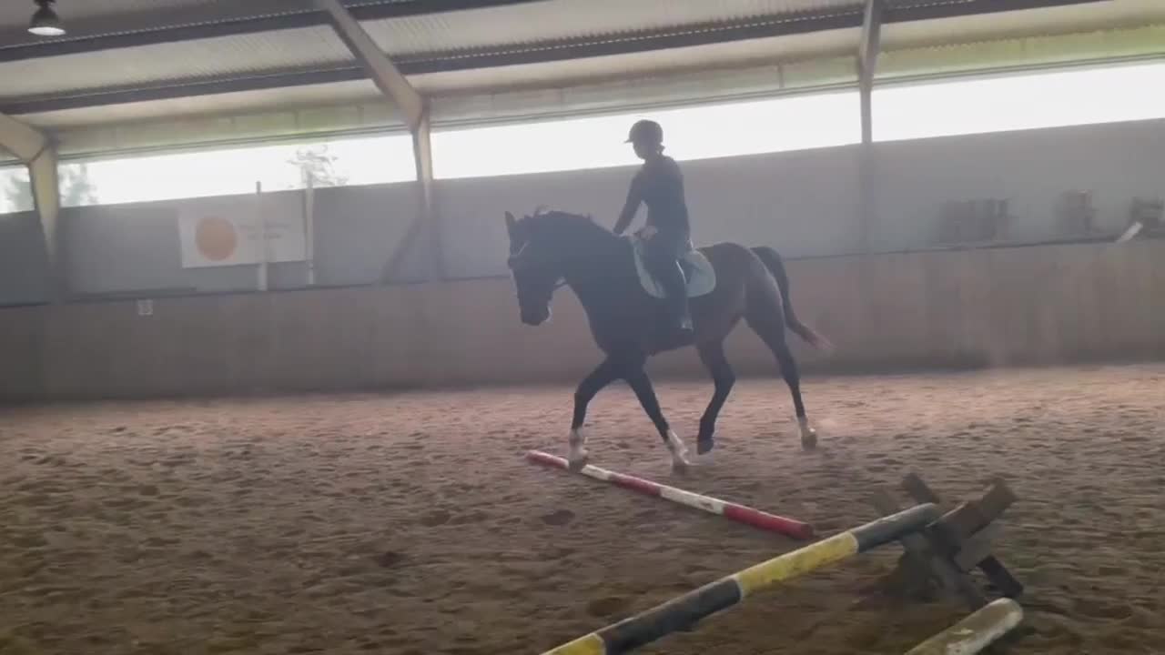 Allround hästar till salu: Valack - 2021 e.Heartbeat-Looping - Video 1