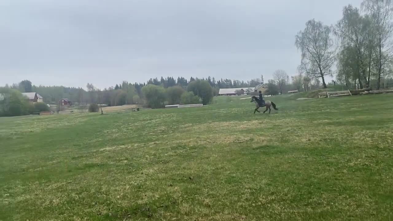 Allround hästar till salu: Välutbildad och orädd maxad B-ponny - Video 2