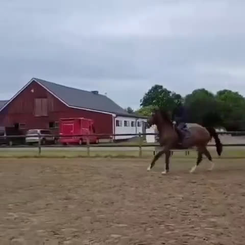 Hoppning hästar till salu: Lovande 5-åring e Cabachon-Cardento - Video 2