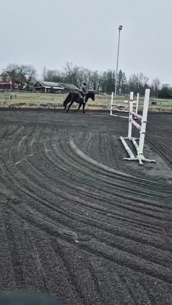 Hoppning hästar till salu: Lovande hoppvalack i Rottne - Video 3