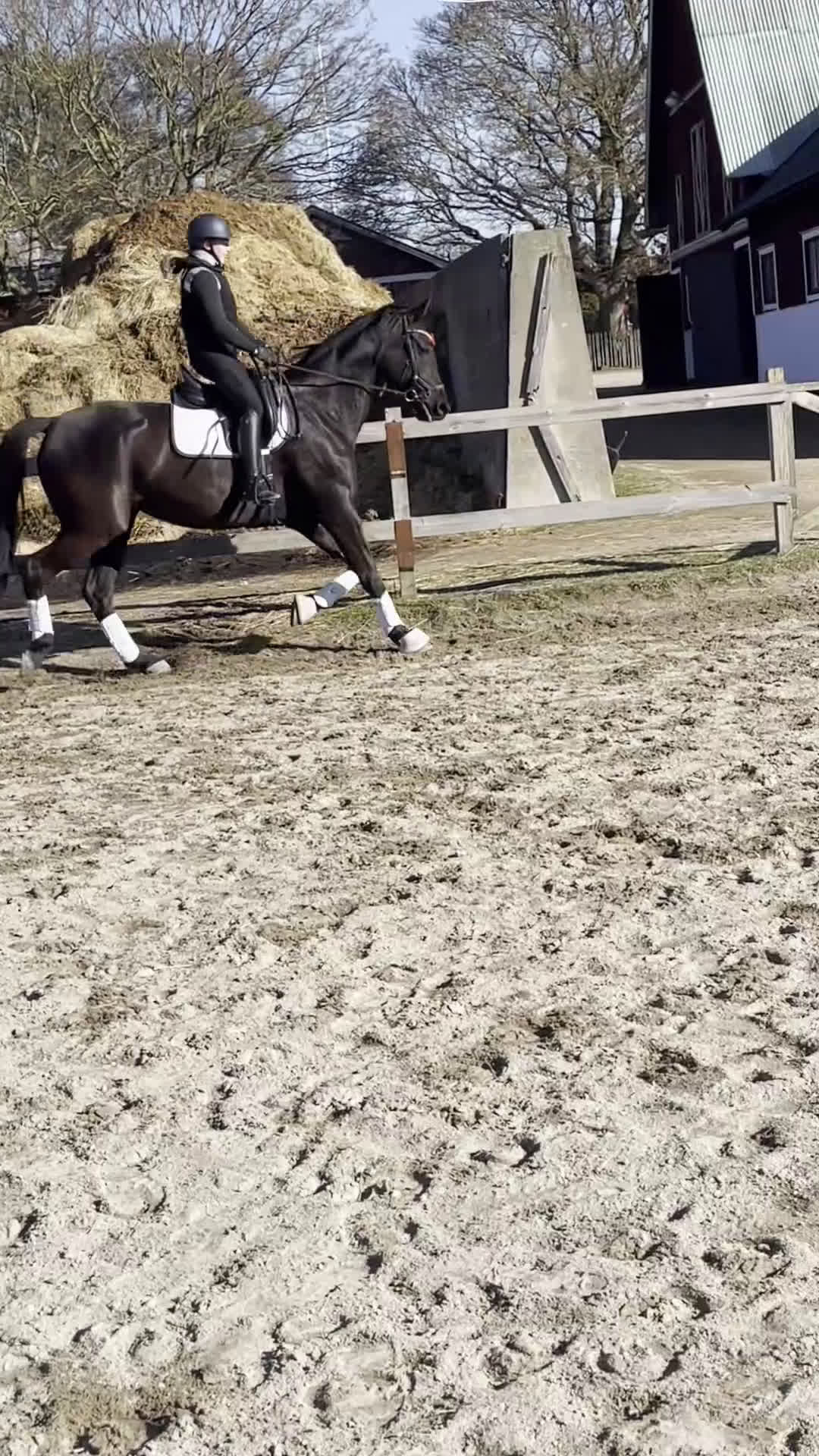 Dressyr hästar till salu: Swb sto - Video 1