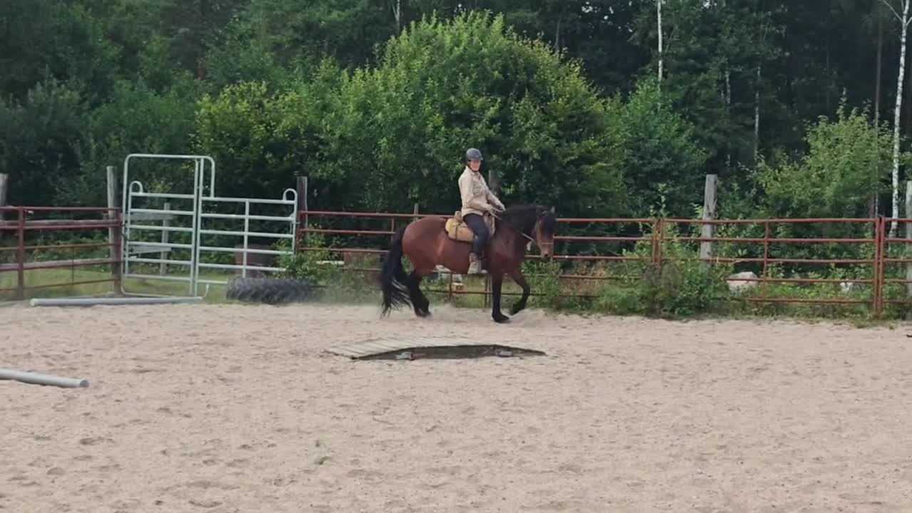 Övrigt hästar till salu: kallblodssto till salu - Video 2